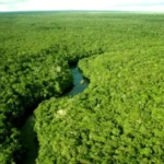 Floresta amazônica