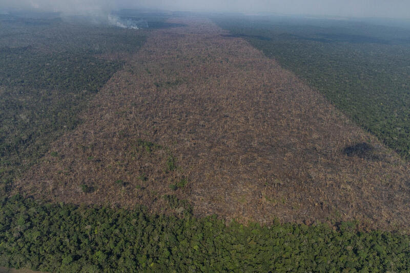 Restauração florestal no Brasil pode gerar US$ 30 bi anuais