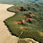 Área desmatada no Cerrado. Foto: Adriano Gambarini/ WWF Brasil/ Divulgação