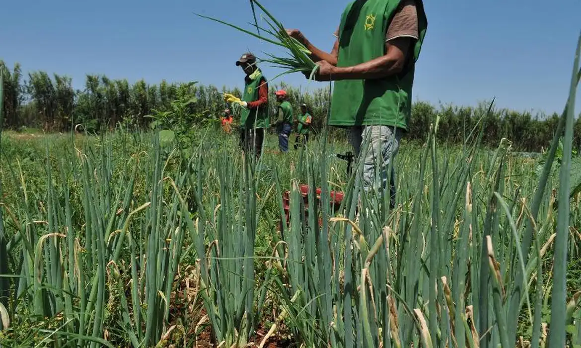 Banco da Amazônia alcança recorde no crédito rural | Eco Braziliense - 