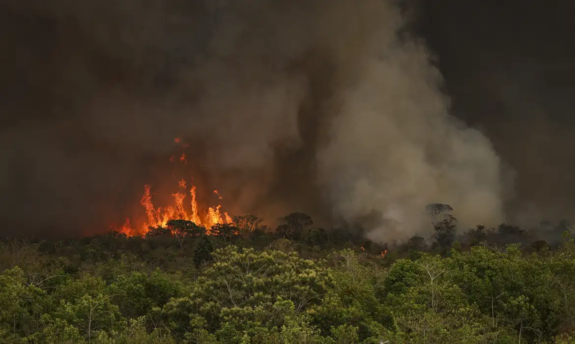 Queimadas disparam após 1º turno no Amazonas | Eco Braziliense - 